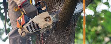  Centerville, CA Tree Services Pros