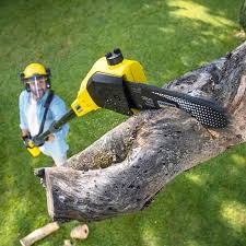 Best Lawn Maintenance Plans  in Centerville, CA