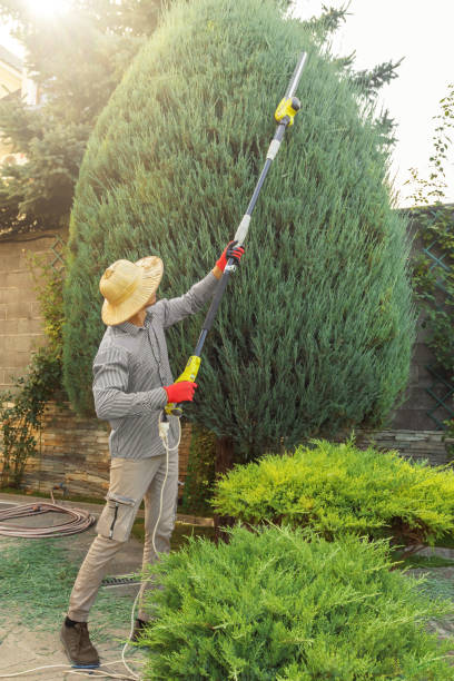 How Our Tree Care Process Works  in Centerville, CA